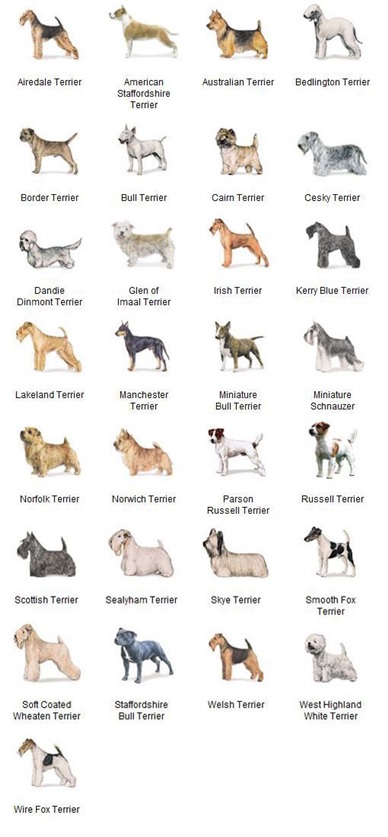 테리어 그룹 (Terrier Group)의 대표 견종들 사진=구글