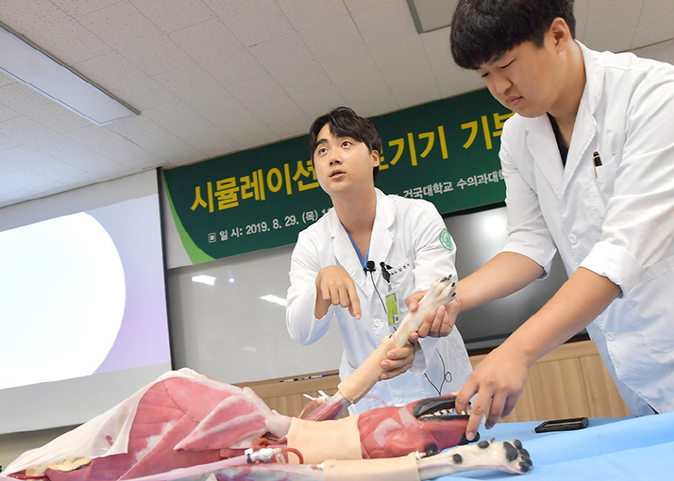 지난해 8월 건국대학교 수의과대학 학생들이 동물모형으로 수술 실습을 하고 있다. 사진=건국대학교