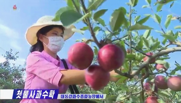 사과를 돌보고 있는 농장 근로자들. 사진=조선중앙TV