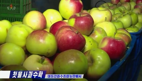 올해 대동강과수종합농장에서 수확한 첫물사과. 사진=조선중앙TV