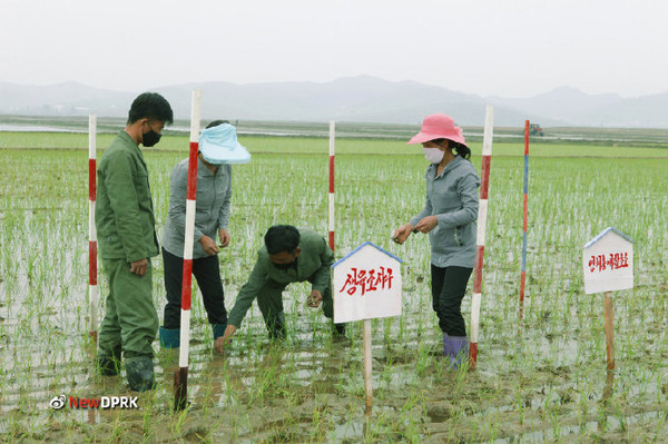 북한에서 기계화 영농을 하고 있다. 사진=NEW DPRK
