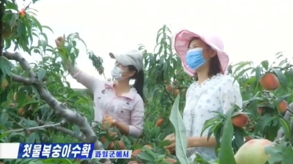 과일군에서 첫물복숭아 수확을 하고 있다. 사진=조선중앙TV