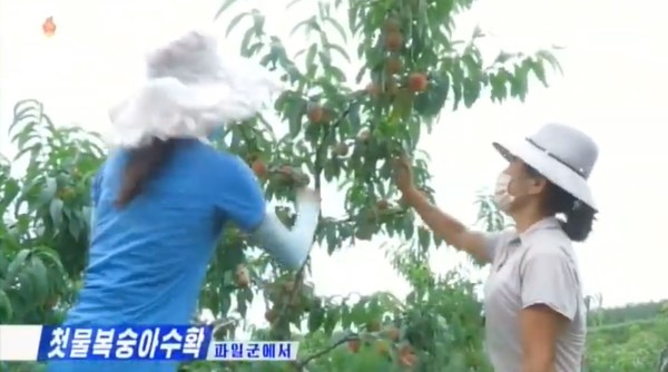 첫물복숭아 수확을 하고 있는 근로자들. 사진=조선중앙TV