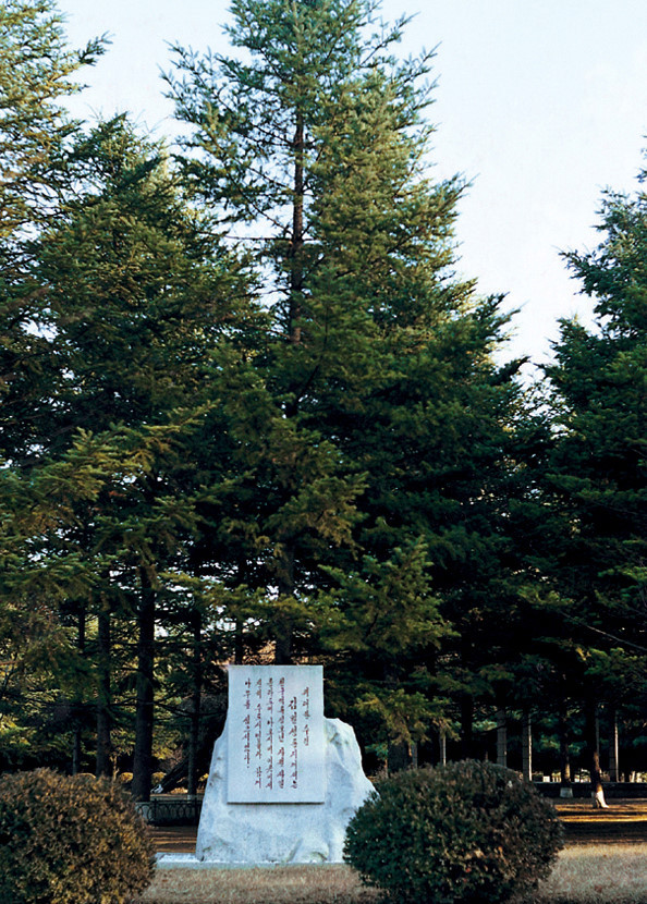 김일성이 직접 심었다는 능라도 산벚나무, 북한 천연기념물 1호다. 사진=지식백과