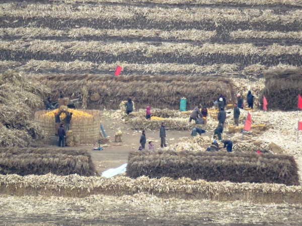 중국 단둥에서 본 평안북도 의주군의 한 양곡장에 북한 주민들이 옥수수를 쌓고 있다. 사진=시사주간 DB