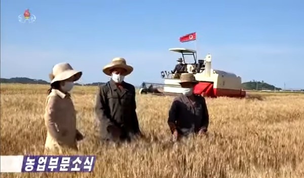 북한의 밀, 보리 수확이 전국에서 77%선에 이른 것으로 나타났다. 사진=사사주간 DB