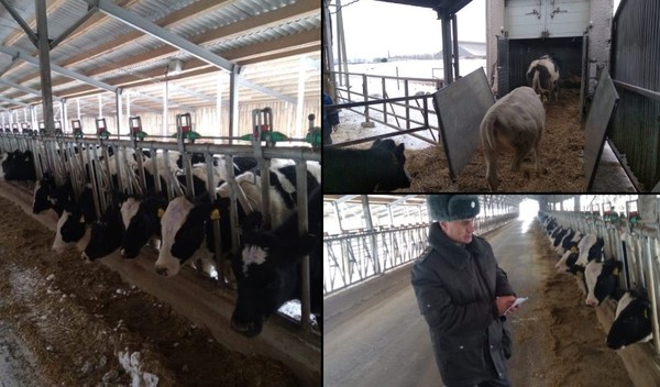 북한에 보내지기 위해 21일간 특별 격리 시설에서 진단검사와 예방조치를 받고 있는 러시아 소들. 사진=X(트위터)
