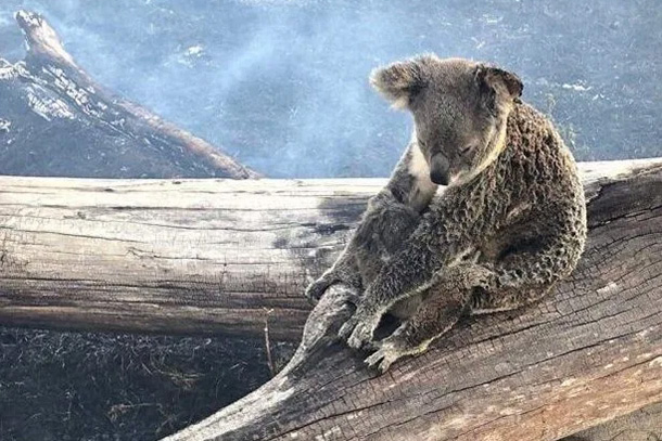호주 골드코스트 지역에서 발견된 코알라. 등이 그을린 어미 코알라가 아기 코알라를 보호하듯 안고 있다. 사진 출처=the Sun