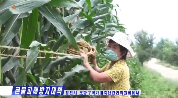강냉이 밭에서 태풍에 대비해 줄을 매는 농장원. 사진=NEW DPRK