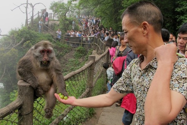 중국 청두의 어메이산을 찾은 관광객들이 야생 원숭이들과 함께하고 있다. 사진=시사주간 DB