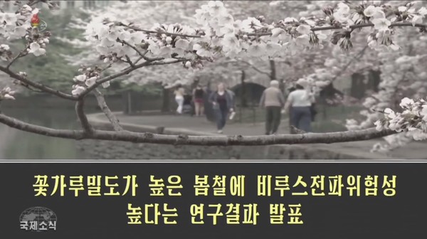 조선중앙TV가 보도를 통해 봄철 꽃가루가 악성비루스 전파 위험성을 높인다고 알리고 있다. 사진=조선중앙TV