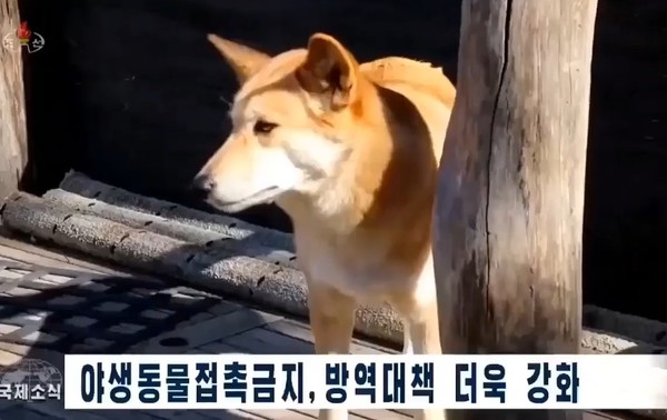 북한은 반려동물도 악성비루스에 감염된다며 철저한 방역을 주문했다. 사진=조선중앙TV