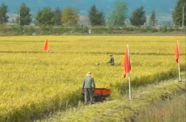 북한 각지에서 곡물 수확철이 되면서 시장 가격이 소폭 하락했다. 사진=조선중앙TV
