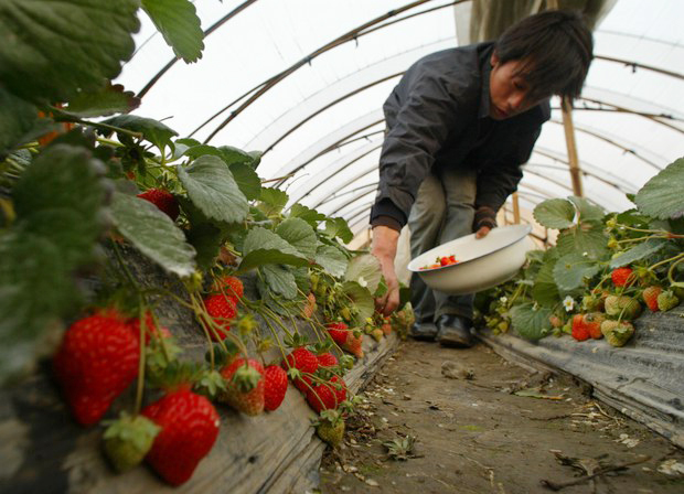 중국에 파견된 북한 노동자들이 딸기밭에서 시간당 23위안을 받고 일하고 있는 것으로 전해졌다. 사진=시사주간 DB